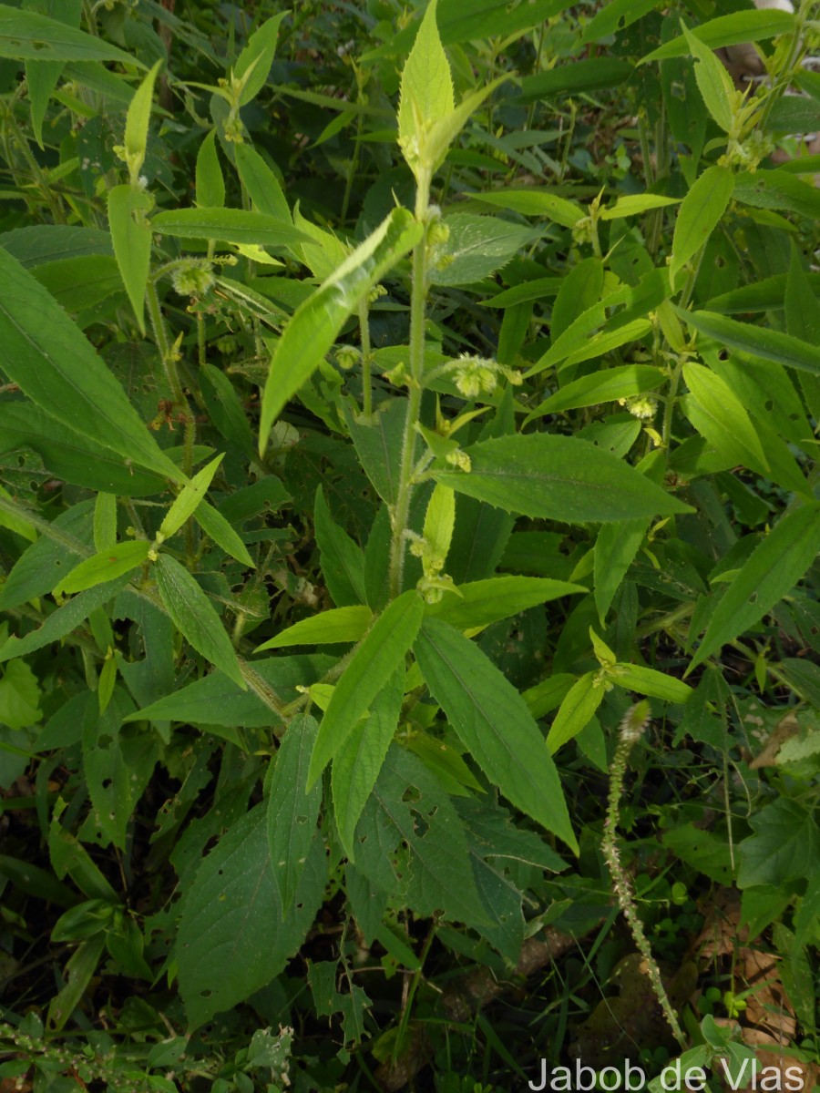 Tragia involucrata L.